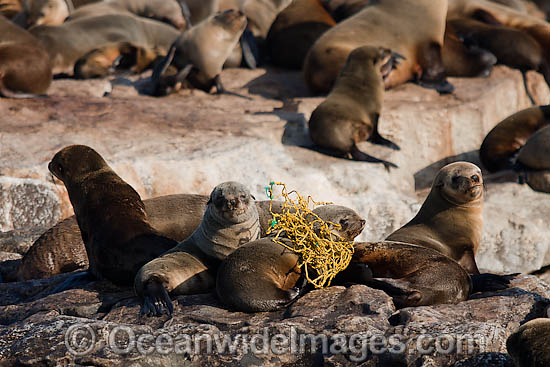 Cape Fur Seal (Arctocephalus pusillus pusillus), caught in trawl netting. Photo taken at Seal Island, False Bay, South Africa Photo - Chris and Monique Fallows Cape Fur Seal (Arctocephalus pusillus pusillus), caught in trawl netting. Photo taken at Seal Island, False Bay, South Africa Photo - Chris and Monique Fallows