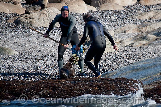 Rescuers release netting from a Cape Fur Seal (Arctocephalus pusilus pusilus). Photo taken at Seal Island, False Bay, South Africa Photo - Chris and Monique Fallows