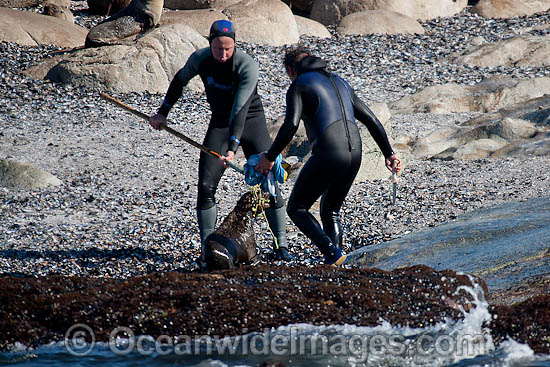 Rescuers release netting from a Cape Fur Seal (Arctocephalus pusilus pusilus). Photo taken at Seal Island, False Bay, South Africa Photo - Chris and Monique Fallows Rescuers release netting from a Cape Fur Seal (Arctocephalus pusilus pusilus). Photo taken at Seal Island, False Bay, South Africa Photo - Chris and Monique Fallows
