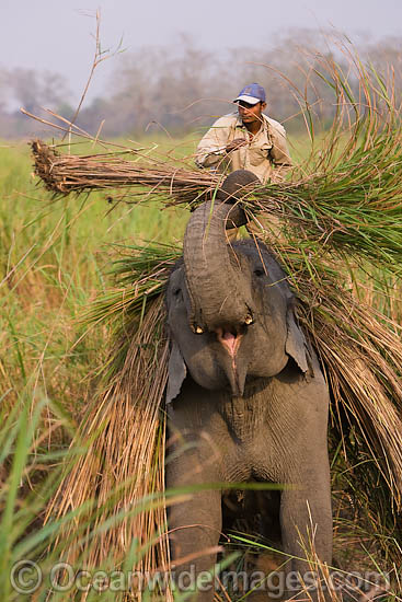 Farmer with working Indian Elephant (Elephas maximus indicus). India Photo - Chris and Monique Fallows Farmer with working Indian Elephant (Elephas maximus indicus). India Photo - Chris and Monique Fallows