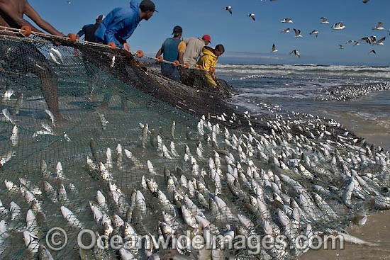 Local fisherman haul in a beach seine net. Photo taken in False Bay, South Africa Photo - Chris and Monique Fallows
