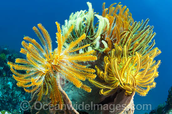 Crinoids on barrel sponge photo