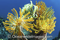 Crinoids on barrel sponge Photo - Gary Bell