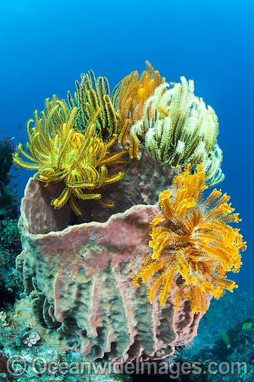 Crinoid Feather Stars on barrel sponge photo Crinoid Feather Stars on barrel sponge photo