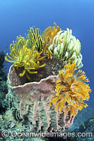 Crinoid Feather Stars on barrel sponge Photo - Gary Bell