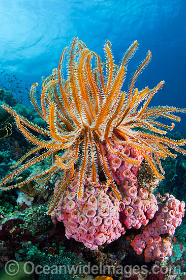 Crinoid Feather Stars on corals photo Crinoid Feather Stars on corals photo