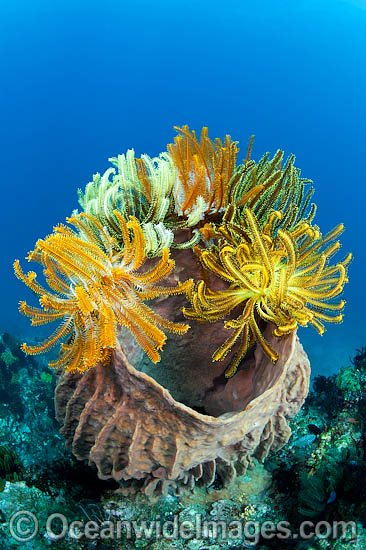 Crinoids on barrel sponge photo