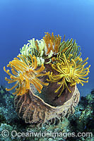 Crinoids on barrel sponge Photo - Gary Bell