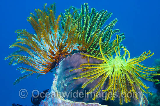 Crinoid Feather Stars photo Crinoid Feather Stars photo