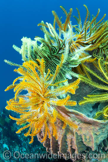 Crinoid Feather Stars on barrel sponge photo Crinoid Feather Stars on barrel sponge photo