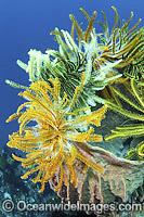 Crinoid Feather Stars on barrel sponge Photo - Gary Bell