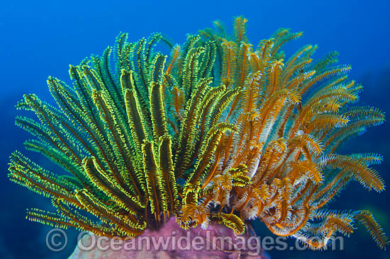 Crinoid Feather Stars photo