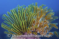 Crinoid Feather Stars Photo - Gary Bell