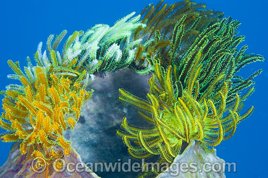 Crinoid Feather Stars on barrel sponge photo Crinoid Feather Stars on barrel sponge photo