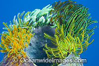 Crinoid Feather Stars on barrel sponge Photo - Gary Bell