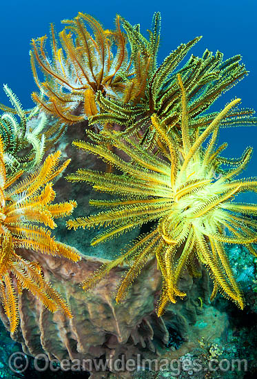 Feather Stars photo Feather Stars photo