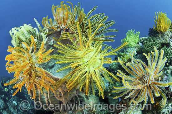 Crinoid Feather Stars photo Crinoid Feather Stars photo