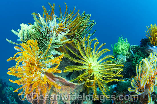 Feather Stars on barrel sponge photo Feather Stars on barrel sponge photo