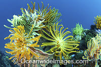 Feather Stars on barrel sponge Photo - Gary Bell