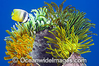 Crinoid Feather Stars on barrel sponge Photo - Gary Bell