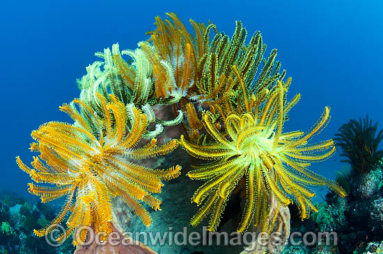 Crinoid Feather Stars photo Crinoid Feather Stars photo