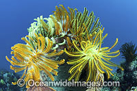 Crinoid Feather Stars Photo - Gary Bell