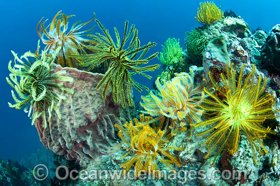 Crinoid Feather Stars photo Crinoid Feather Stars photo
