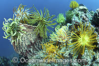 Crinoid Feather Stars Photo - Gary Bell