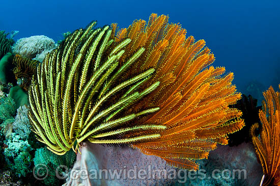 Feather Stars on barrel sponge photo Feather Stars on barrel sponge photo