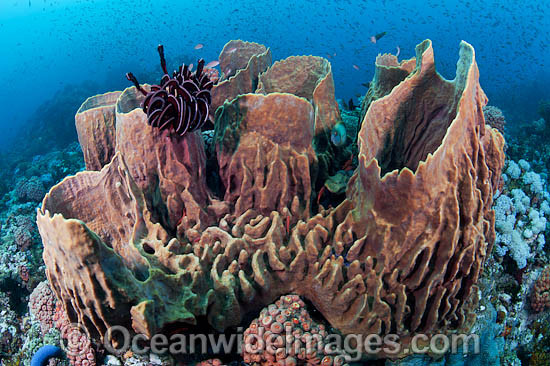 Barrel Sponge Xestospongia testudinaria photo