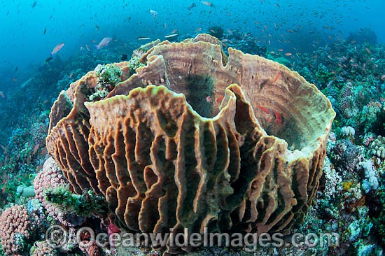 Barrel Sponge Xestospongia testudinaria photo