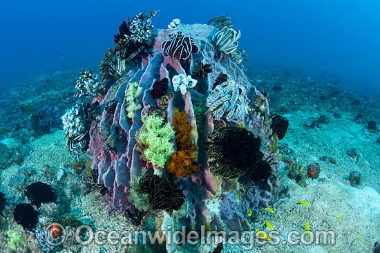 Barrel Sponge and Crinoids photo