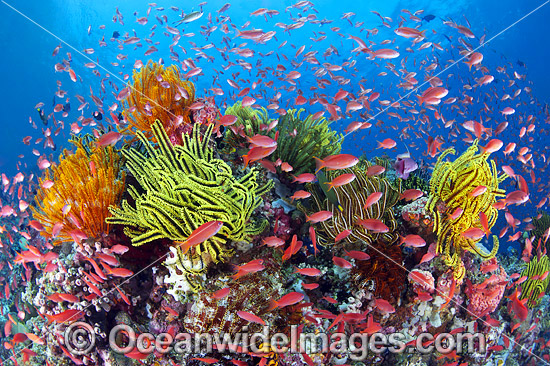 Colourful tropical reef scene, showing schooling Orange Fairy Basslets (Pseudanthias cf cheirospilos), feeding on plankton drifting through reef with crinoid feather stars. Typical reef scene found throughout Indo Pacific, including Great Barrier Reef. Photo - Gary Bell Colourful tropical reef scene, showing schooling Orange Fairy Basslets (Pseudanthias cf cheirospilos), feeding on plankton drifting through reef with crinoid feather stars. Typical reef scene found throughout Indo Pacific, including Great Barrier Reef. Photo - Gary Bell