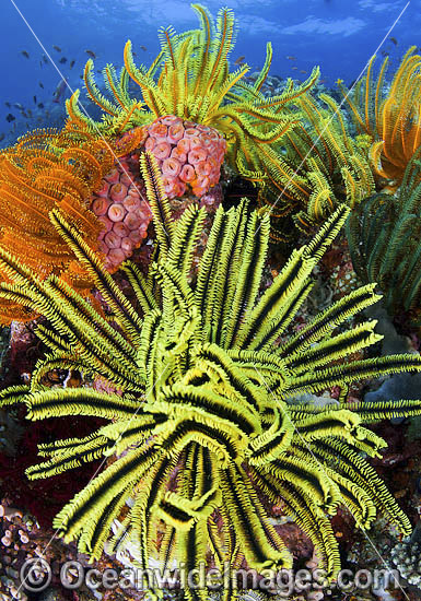 Fish coral and crinoids photo