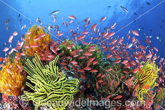 Fish coral and feather stars photo