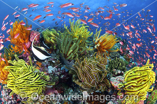 Fish and coral photo