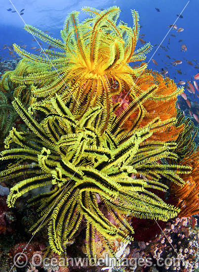 Fish coral reef and crinoids photo Fish coral reef and crinoids photo