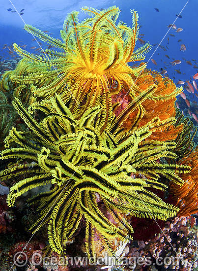 Fish coral reef and crinoids photo