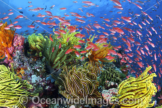 Fish and coral photo