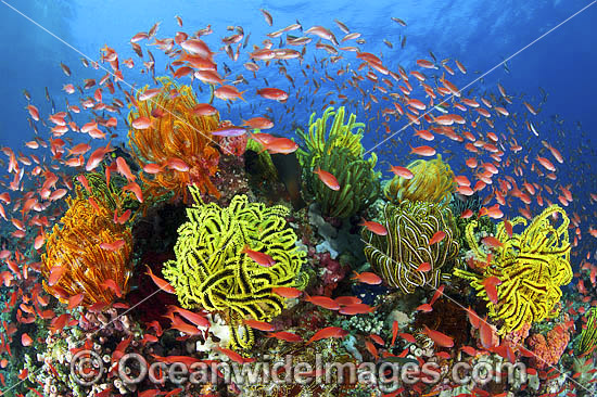 Fish coral and feather stars photo