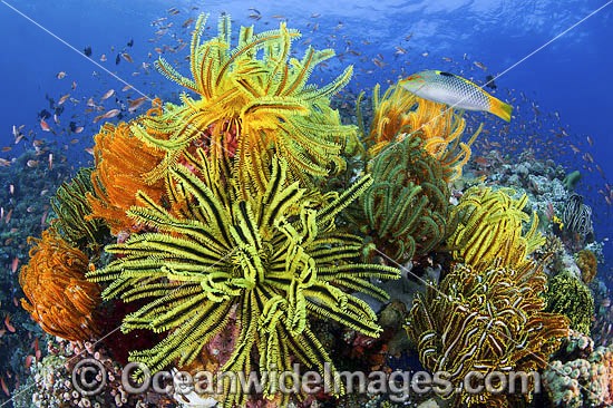 Colourful tropical reef scene, showing a Checkerboard Wrasse and schooling Orange Fairy Basslets (Pseudanthias cf cheirospilos), feeding on plankton drifting through reef with Crinoids. Typical reef scene in Indo Pacific, including Great Barrier Reef. Photo - Gary Bell