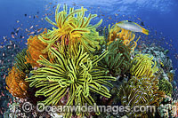 Fish and coral Photo - Gary Bell