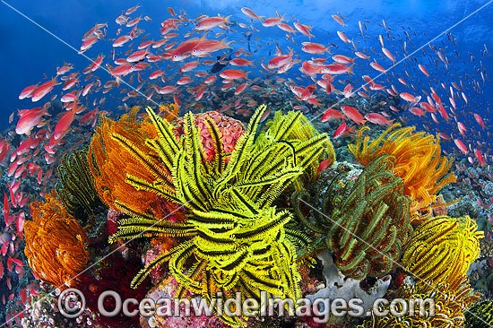 Fish and coral photo