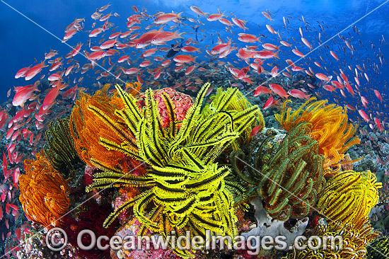 Fish and coral photo