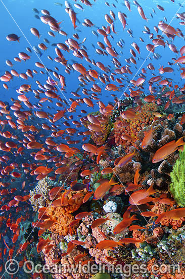 Fish coral and crinoids photo