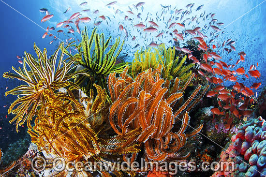 Colourful tropical reef scene, showing schooling Orange Fairy Basslets (Pseudanthias cf cheirospilos), feeding on plankton drifting through reef with crinoid feather stars. Typical reef scene found throughout Indo Pacific, including the Great Barrier Reef Photo - Gary Bell Colourful tropical reef scene, showing schooling Orange Fairy Basslets (Pseudanthias cf cheirospilos), feeding on plankton drifting through reef with crinoid feather stars. Typical reef scene found throughout Indo Pacific, including the Great Barrier Reef Photo - Gary Bell