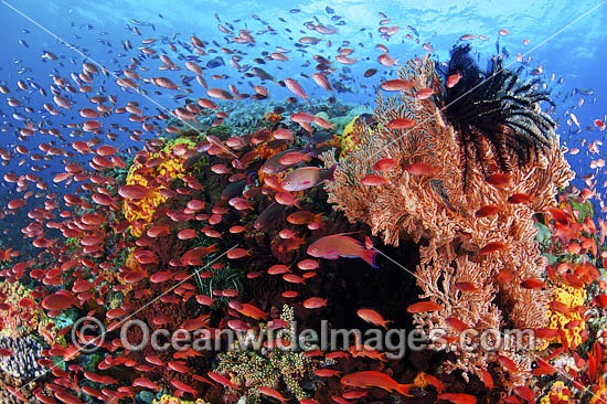 Colourful tropical reef scene, showing schooling Orange Fairy Basslets (Pseudanthias cf cheirospilos), feeding on plankton drifting through reef with Gorgonia Fan Coral. A typical reef scene found throughout Indo Pacific, including the Great Barrier Reef. Photo - Gary Bell