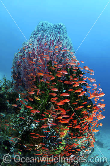 Colourful tropical reef scene, showing schooling Orange Fairy Basslets (Pseudanthias cf cheirospilos),sheltering near a Barrel Sponge (Xestospongia testudinaria). A typical reef scene found throughout Indo Pacific, including the Great Barrier Reef. Photo - Gary Bell Colourful tropical reef scene, showing schooling Orange Fairy Basslets (Pseudanthias cf cheirospilos),sheltering near a Barrel Sponge (Xestospongia testudinaria). A typical reef scene found throughout Indo Pacific, including the Great Barrier Reef. Photo - Gary Bell