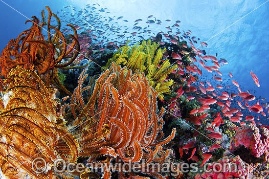 Fish coral and feather stars photo