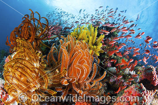 Fish and coral photo Fish and coral photo